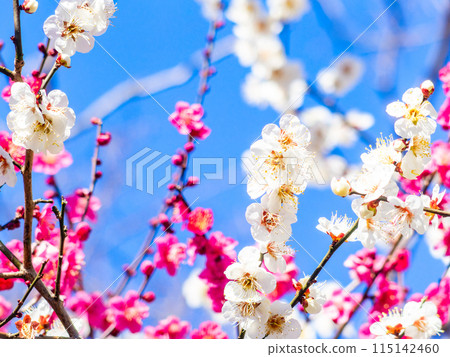 盛開的美麗紅白李子預示著春天的到來 盛開的美麗紅白李子預示著春天的到來 115142460