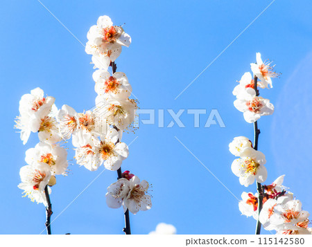 Beautiful white plum blossoms in full bloom herald the arrival of spring 115142580