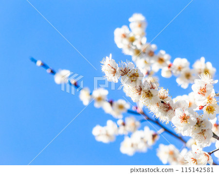 Beautiful white plum blossoms in full bloom herald the arrival of spring Beautiful white plum blossoms in full bloom herald the arrival of spring 115142581