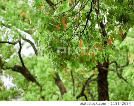 Beautiful fresh green scenery in spring park forest Beautiful fresh green scenery in spring park forest 115142624