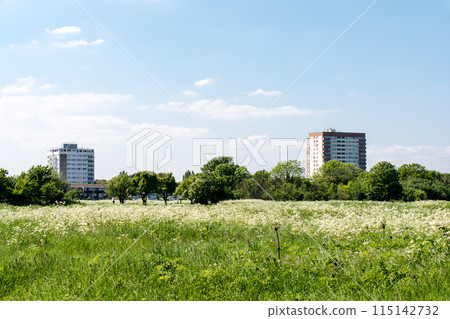 倫敦郊區，明亮的陽光下開滿白花的田野和遠處的高層公寓 115142732