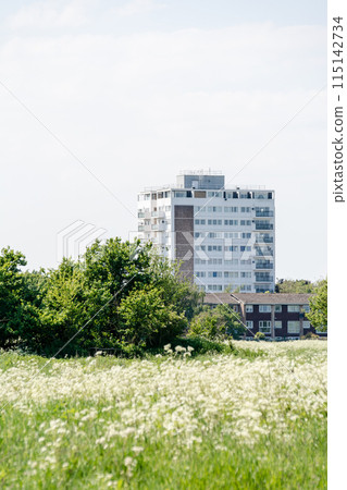 倫敦郊區，明亮的陽光下開滿白花的田野和遠處的高層公寓 115142734