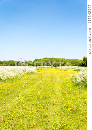 A spacious field full of yellow buttercups and white flowers under a clear blue sky, on the outskirts of London 115142905