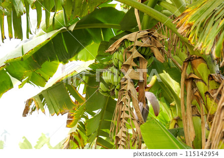 Raw green banana in Banana Plant 115142954
