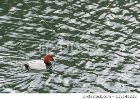 海星在池塘裡游泳 115143218