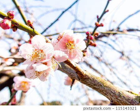 The pure and pretty pale pink plum blossoms in full bloom herald the New Year. The pure and pretty pale pink plum blossoms in full bloom herald the New Year. 115143321