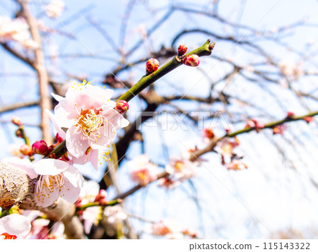 The pure and pretty pale pink plum blossoms in full bloom herald the New Year. The pure and pretty pale pink plum blossoms in full bloom herald the New Year. 115143322