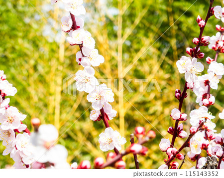 The pure and pretty pale pink plum blossoms in full bloom herald the New Year. 115143352