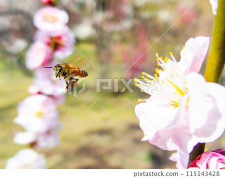 整齊可愛的淡粉色紅梅花和蜜蜂盛開，預示著新的一年。 115143428