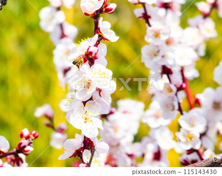 整齊可愛的淡粉色紅梅花和蜜蜂盛開，預示著新的一年。 115143430