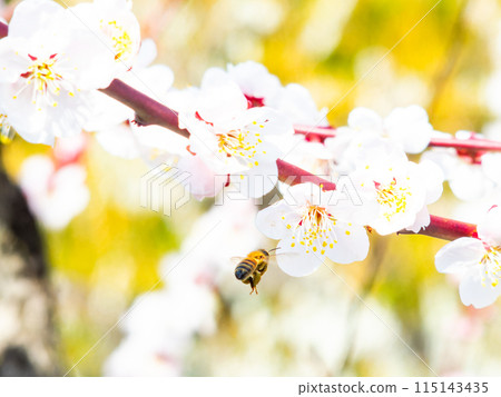 A cute and pure pale pink plum blossom in full bloom, heralding the New Year, and a honeybee A cute and pure pale pink plum blossom in full bloom, heralding the New Year, and a honeybee 115143435