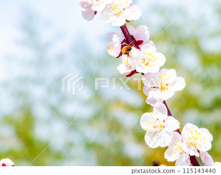 整齊可愛的淡粉色紅梅花和蜜蜂盛開，預示著新的一年。 115143440