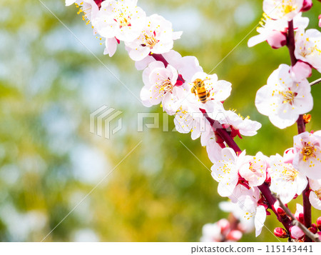 整齊可愛的淡粉色紅梅花和蜜蜂盛開,預示著新的一年。 整齊可愛的淡粉色紅梅花和蜜蜂盛開,預示著新的一年。 115143441