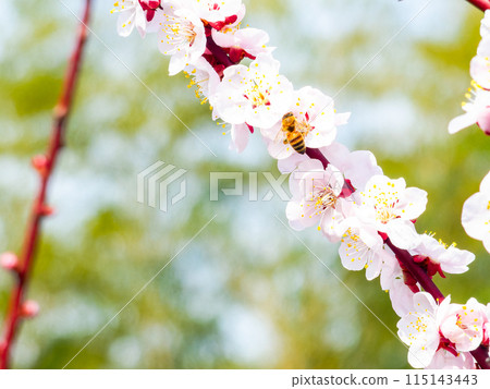 整齊可愛的淡粉色紅梅花和蜜蜂盛開，預示著新的一年。 115143443