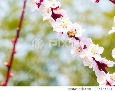 A cute and pure pale pink plum blossom in full bloom, heralding the New Year, and a honeybee A cute and pure pale pink plum blossom in full bloom, heralding the New Year, and a honeybee 115143444