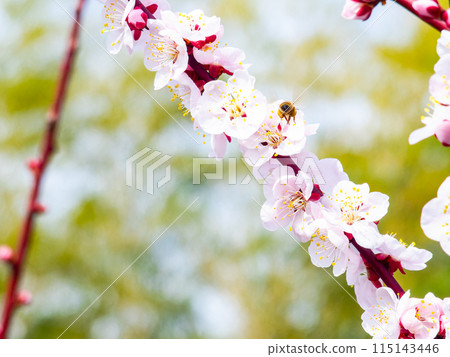 A cute and pure pale pink plum blossom in full bloom, heralding the New Year, and a honeybee A cute and pure pale pink plum blossom in full bloom, heralding the New Year, and a honeybee 115143446