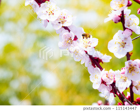 A cute and pure pale pink plum blossom in full bloom, heralding the New Year, and a honeybee 115143447