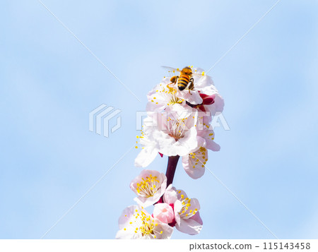 整齊可愛的淡粉色紅梅花和蜜蜂盛開，預示著新的一年。 115143458
