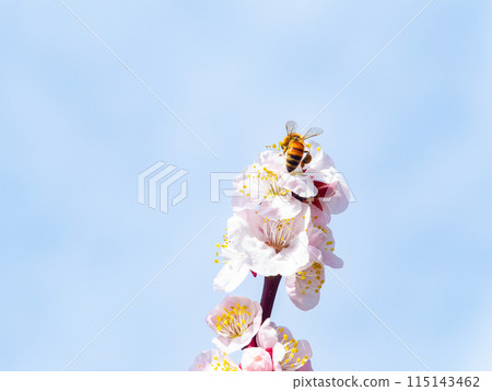 整齊可愛的淡粉色紅梅花和蜜蜂盛開,預示著新的一年。 整齊可愛的淡粉色紅梅花和蜜蜂盛開,預示著新的一年。 115143462