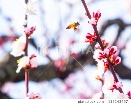 整齊可愛的淡粉色紅梅花和蜜蜂盛開，預示著新的一年。 115143467