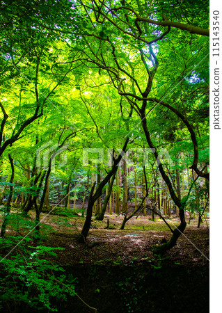 [Ghibli-style Kyoto] Daigo Forest 115143540