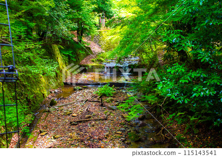 [Ghibli-style Kyoto] Daigo Forest 115143541
