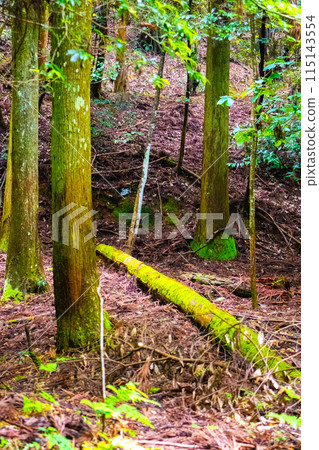 [吉卜力風格京都]醍醐森林 115143554