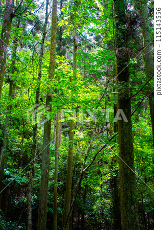 [Ghibli-style Kyoto] Daigo Forest 115143556