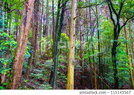 [Ghibli-style Kyoto] Daigo Forest 115143567