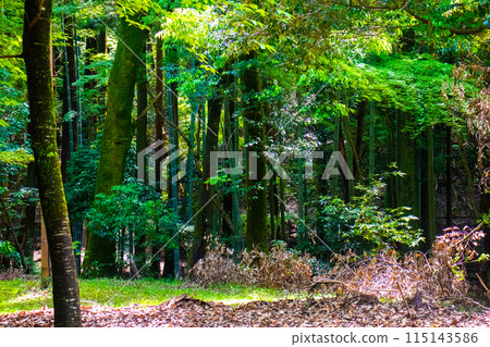 [Ghibli-style Kyoto] Daigo Forest 115143586