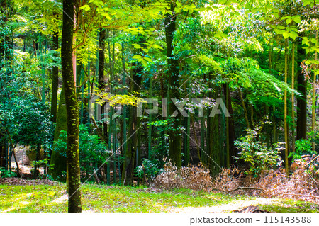 [Ghibli-style Kyoto] Daigo Forest 115143588