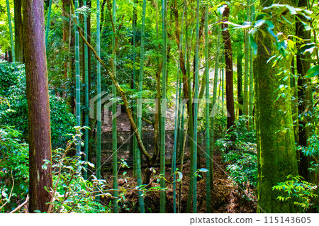 [吉卜力風格京都]醍醐森林 115143605