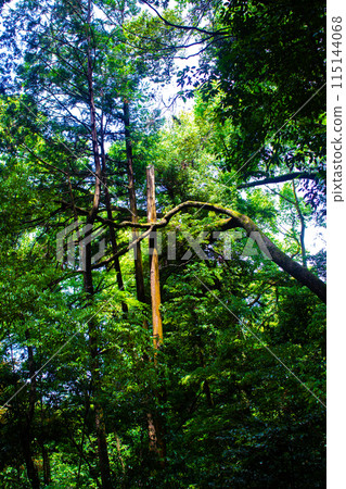 [吉卜力風格京都]醍醐森林 115144068