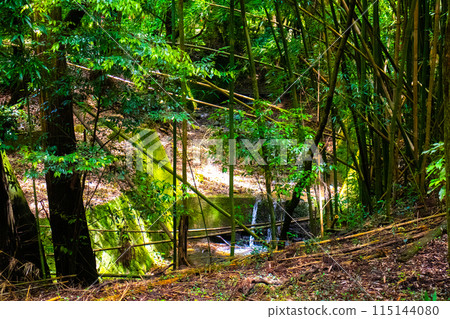 [Ghibli-style Kyoto] Daigo Forest 115144080