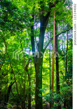 [Ghibli-style Kyoto] Daigo Forest 115144082