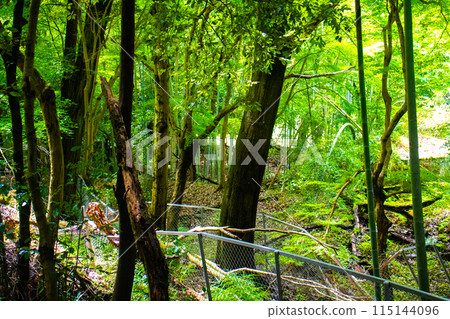 [Ghibli-style Kyoto] Daigo Forest 115144096