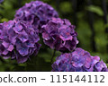 hydrangea   115144112