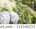 hydrangea   115144113