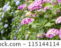 hydrangea   115144114