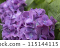 hydrangea   115144115