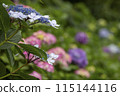 hydrangea   115144116