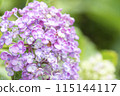 hydrangea   115144117