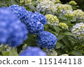 hydrangea   115144118