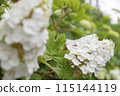 hydrangea   115144119