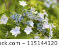 hydrangea   115144120