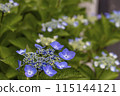 hydrangea   115144121