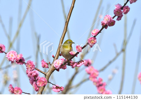 Japanese white-eye with red plum blossoms in full bloom (spring image) Japanese white-eye with red plum blossoms in full bloom (spring image) 115144130