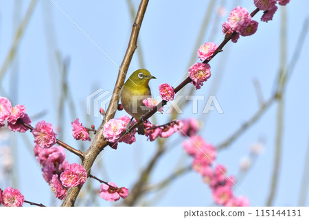 Japanese white-eye with red plum blossoms in full bloom (spring image) 115144131