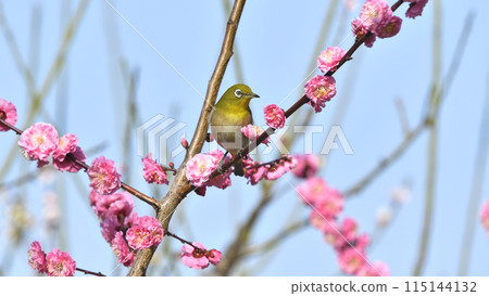盛開的紅梅花日本白眼(春天圖像) 盛開的紅梅花日本白眼(春天圖像) 115144132