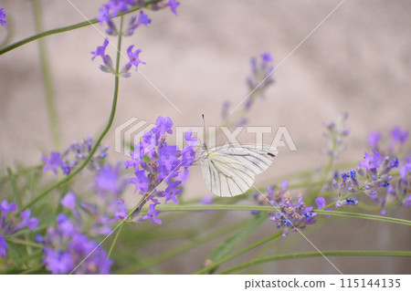 Cabbage butterfly sucking nectar from flowers Cabbage butterfly sucking nectar from flowers 115144135